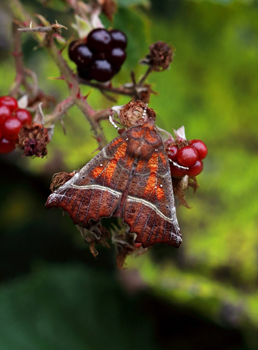 RoyEntSoc's tweet image. 🎄 Day 2 brings colour &amp;amp; magic with #Lepidoptera 🦋

From winter moths to migratory monarchs, worldwide there are around 160k known species of Lepidoptera in 120 families. In Britain there are roughly 2,570 species in 72 families 🔽

royensoc.co.uk/understanding-…

#InsectAdvent