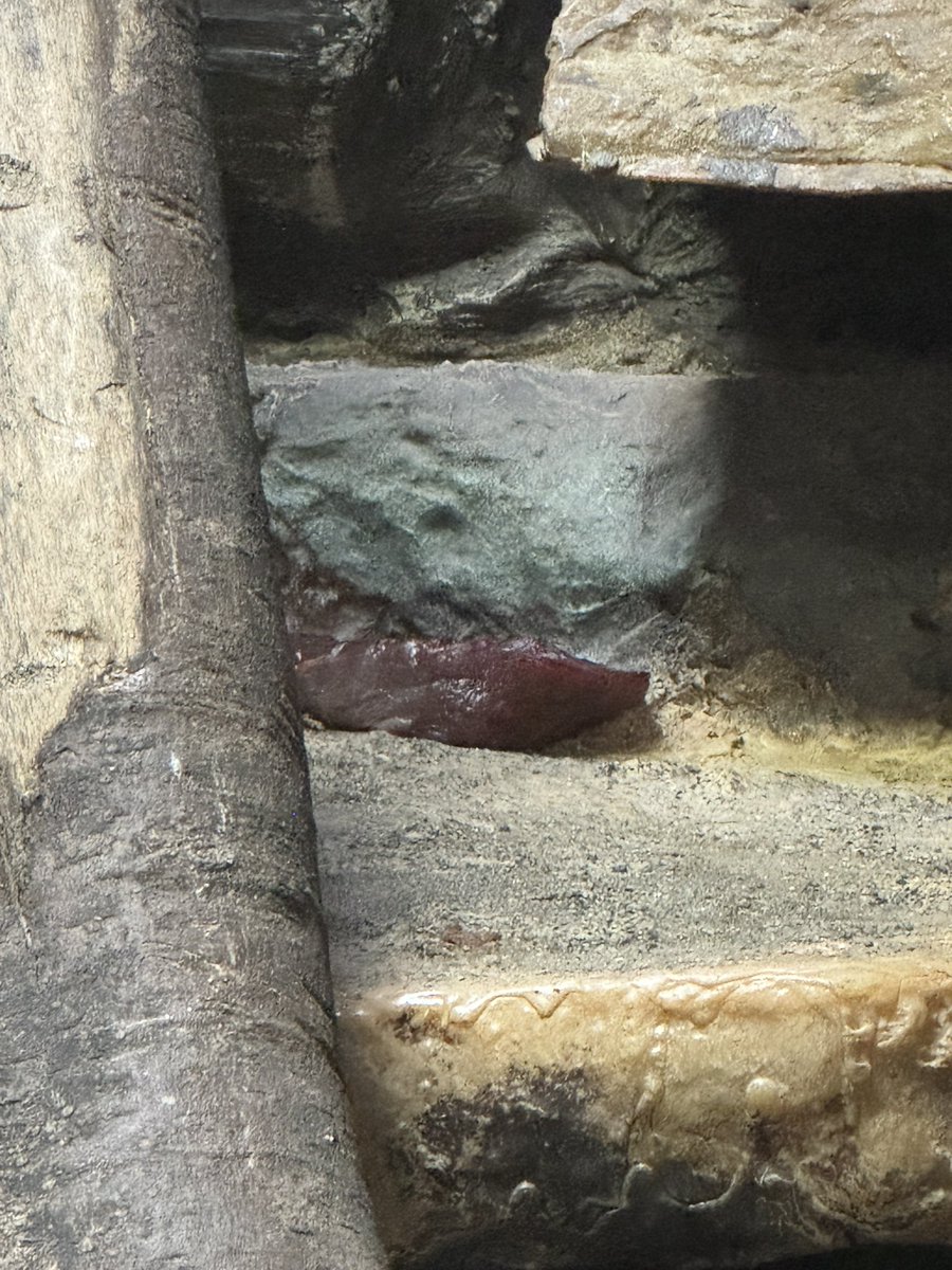 餌皿には、お肉が１個だけ
あとの３個は、あちらこちらに
さぁクリョンは、食べに来るのか！？

2025.12.2.
＃クリョン　＃マヌルネコ
＃小獣館　＃上野動物園