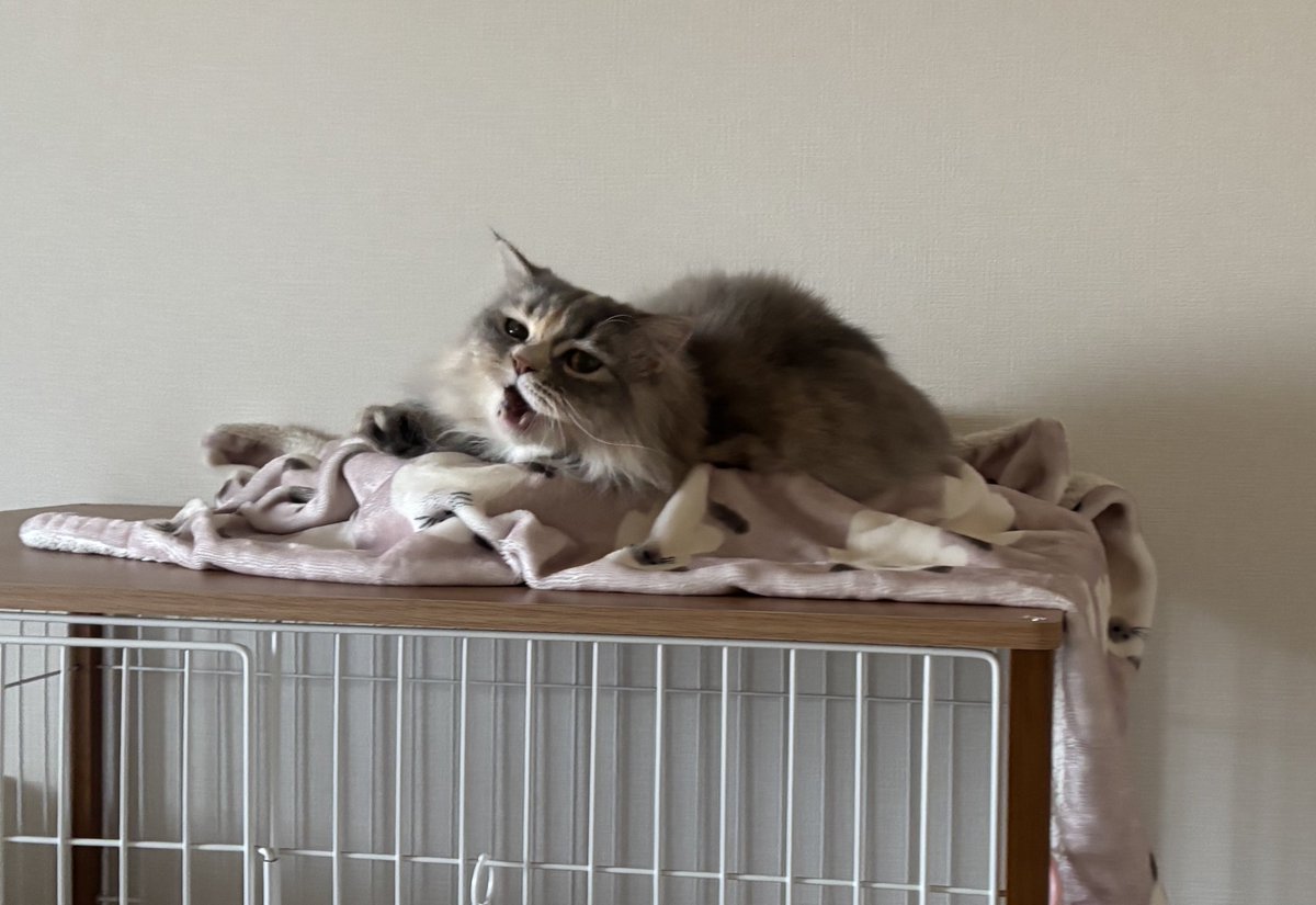 #猫 #マンチカン #猫のいる暮らし 
あくびする瞬間📸
