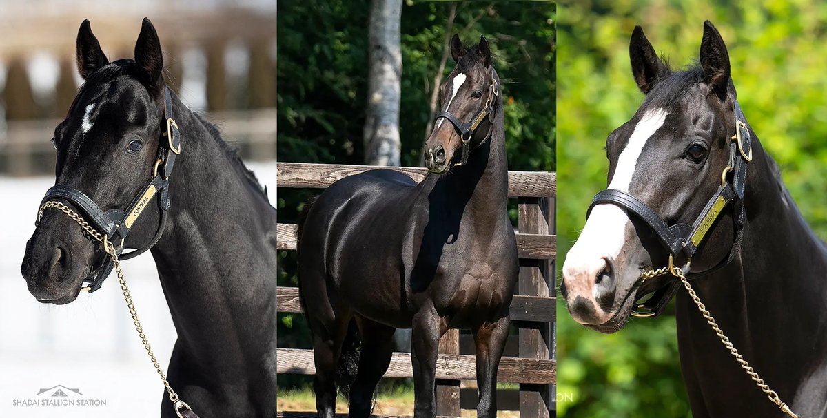 Coolmore Mares Covered by Shadai Stallions in 2025

Contrail: 
-Heaven of Heavens
-Red Riding Hood

Kitasan Black:
-Amusement
-Coolmore
-Dower House
-Library 

Equinox:
-Starry Eyed