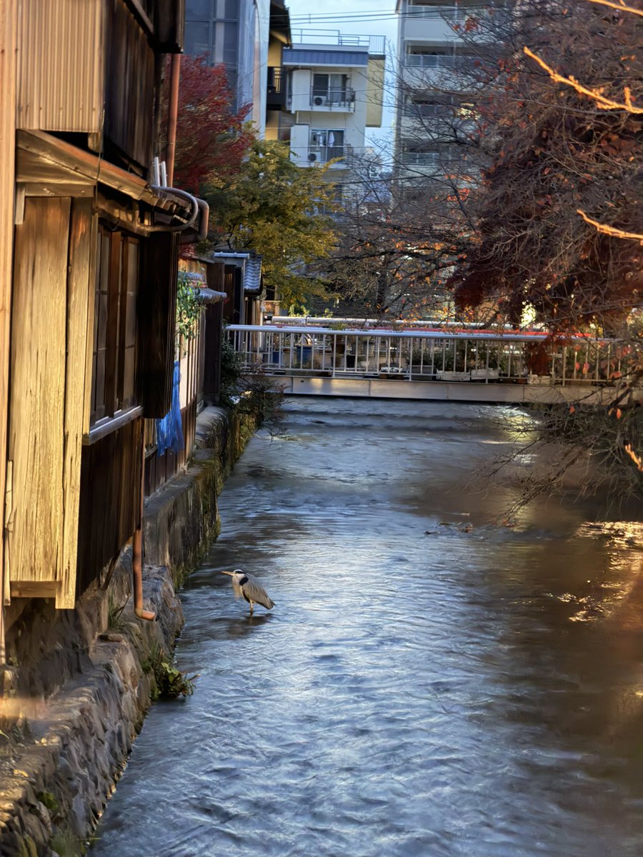 今日の

サギ氏さま🤣