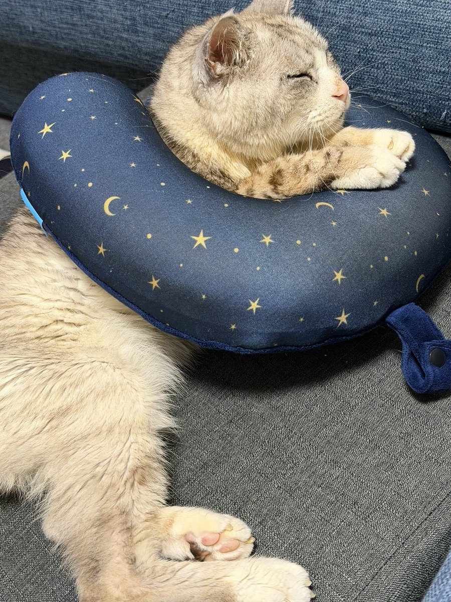 確認ページ♡にゃんこ にゃんこ大戦争」の期間限定イベント 「トキメキにゃんこ学園」開催の