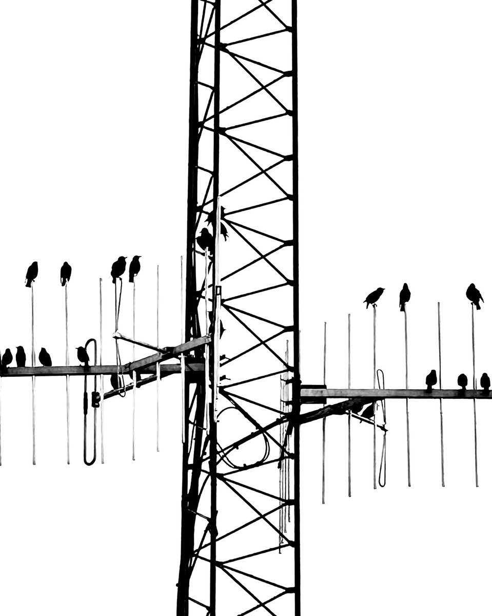 For this week’s ‘Birds’ themed brief for <a href="/TopTweetTuesday/">TopTweetTuesday</a>. Thanks to <a href="/MatthewMCSmith/">Matthew M C Smith</a> for the space and stewardship! 

Have a great day everyone!!!