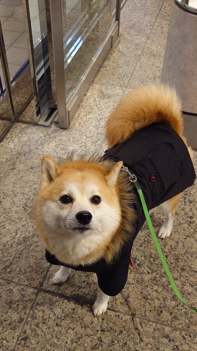 柴犬ししまる (@sisi3po) / Posts / X