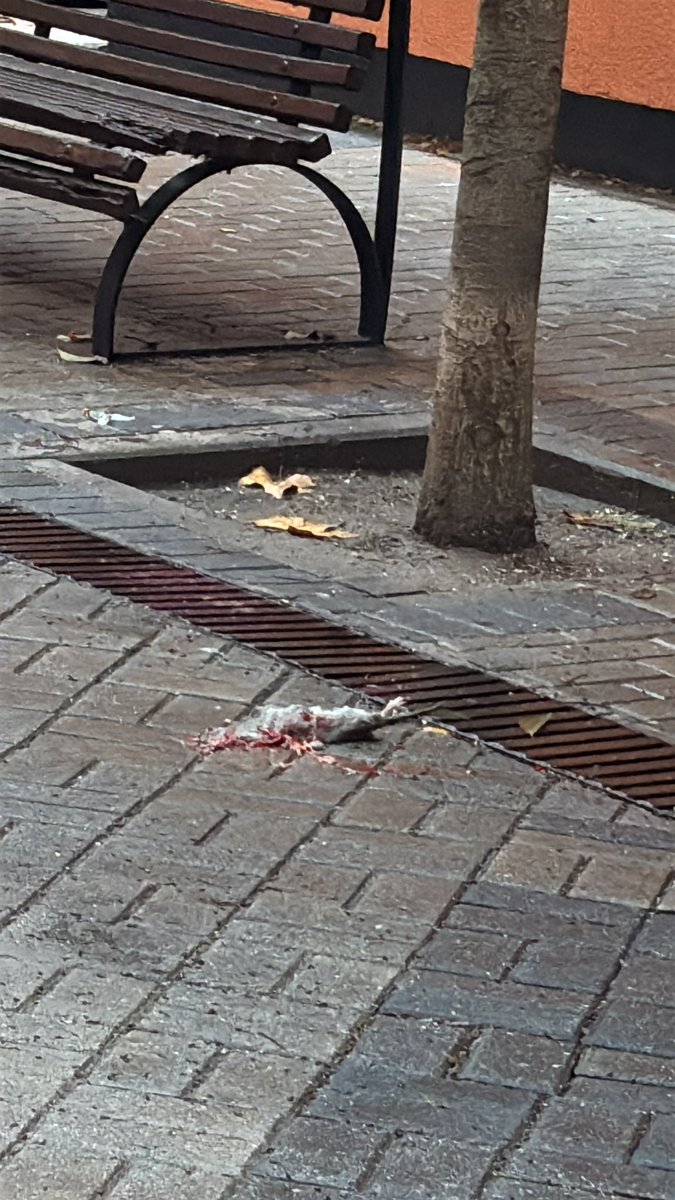 Hola <a href="/EsmasAlcorcon/">ESMASA Alcorcón</a> ya que no limpiáis debidamente los cubos para que no haya ratas, por lo menos venir a barrerlas cuando están muertas. Es bastante desagradable bajar a la calle y encontrarte esto. Cl hogar sesenta y ocho. Muchas gracias