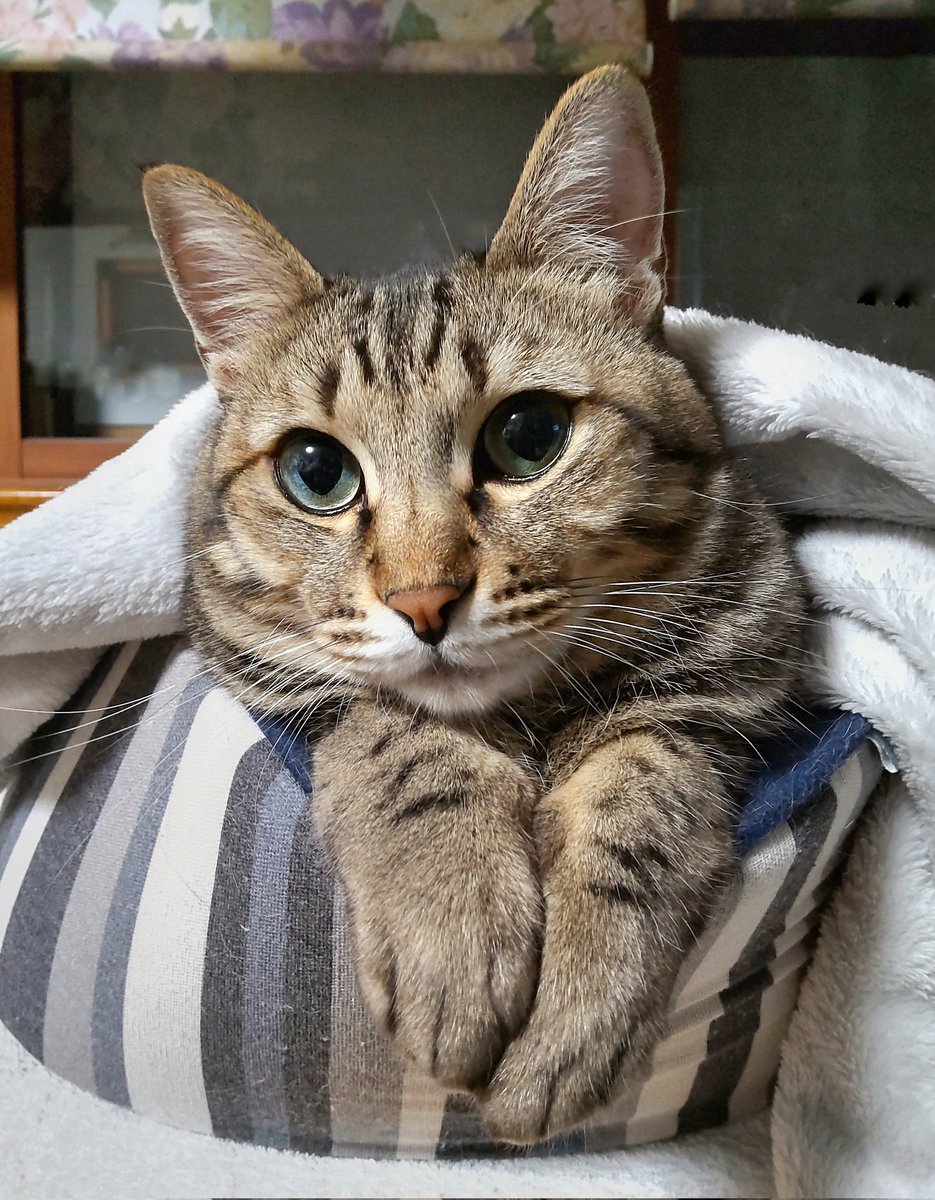 gigichapo's tweet photo. かわいい🥳🐣✨
#猫 https://t.co/oN0DVw74xK