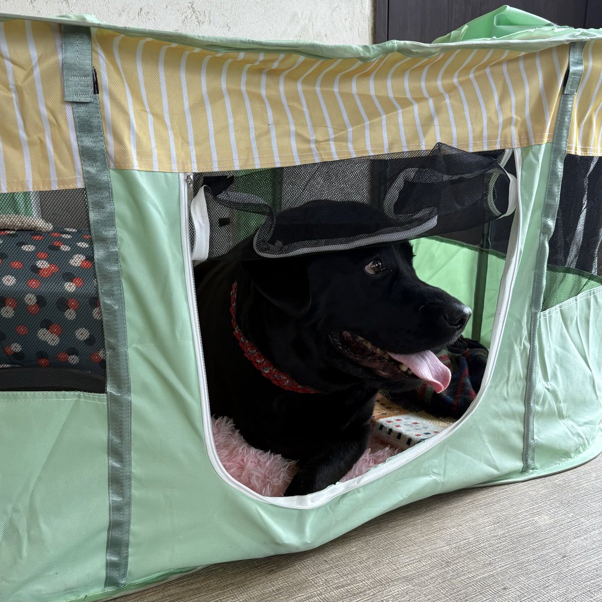 火曜日はアレンの病院。検査後にアレンの友のいる芳賀町のアルエットに行く。仔猫三匹と遊び幸せそうであった。抗癌剤治療は現在三回目、少し抜け毛が多いようだが大丈夫。いつもどおりの腹ペコなアレンさ。スタッフ諸君喜べ！　明日の賄いはデザート付きだ！

#パティスリーアルエット #ラブラドール