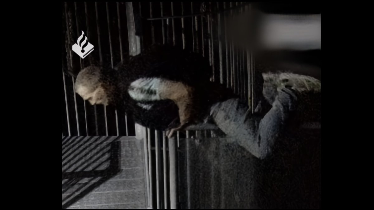 Freerunner daalt 's nachts door dakkoepel in Zwolle