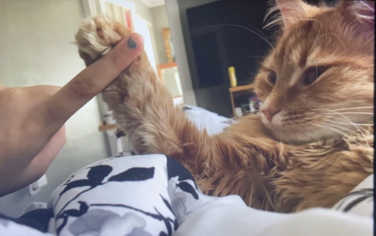 Shugii ☾ tweet media