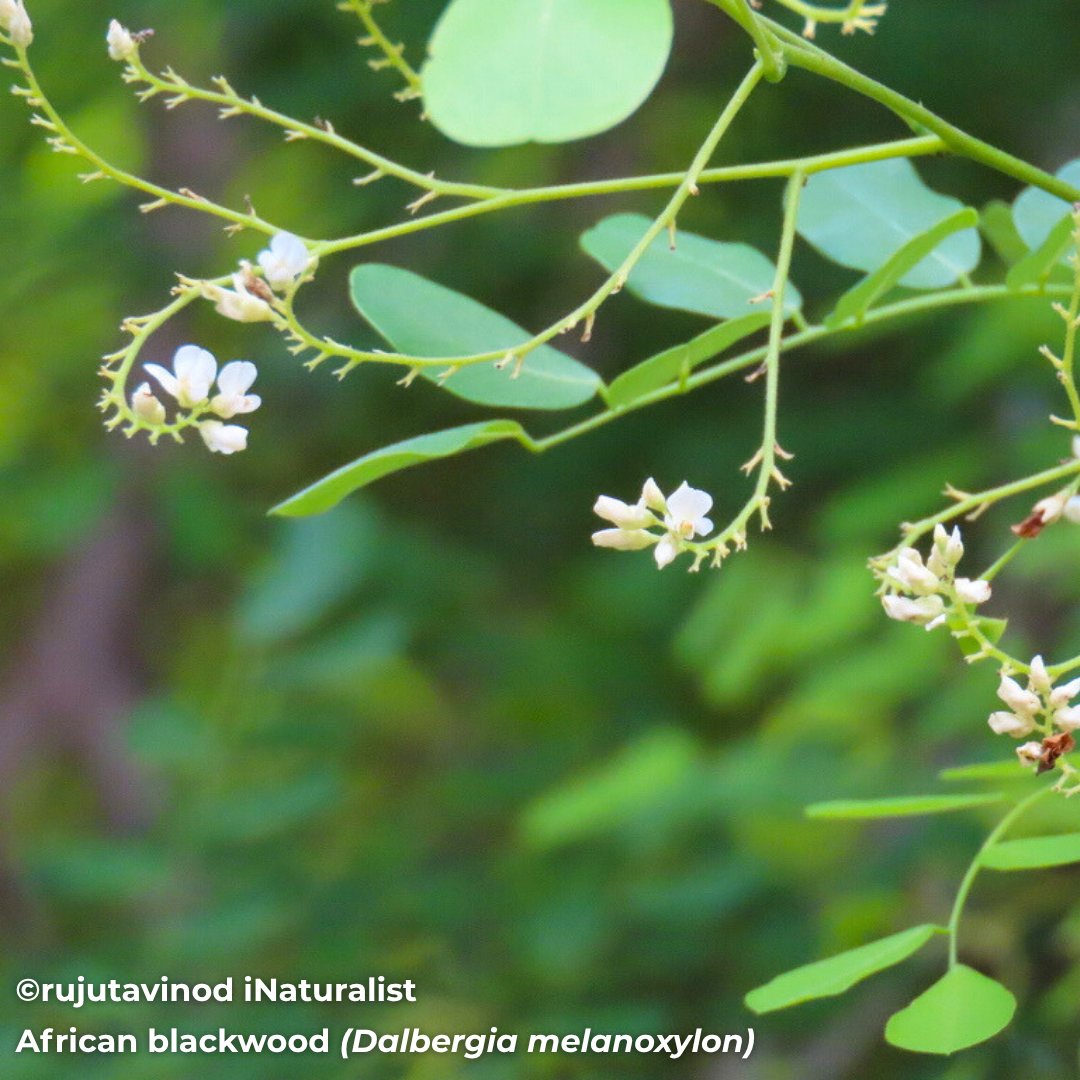 BotSocSA tweet media