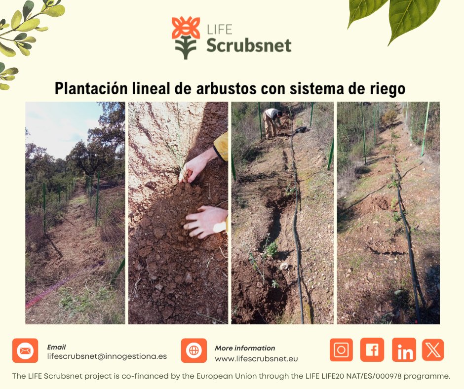 LScrubsnet's tweet photo. 🌿 En la Dehesa de San Francisco se han restaurado 3 corredores lineales con la plantación de arbustos resistentes como romero, lentisco, retama, tomillo y germandrina.

🐾 Además, se instalaron refugios para murciélagos y cajas-nido para Falco. https://t.co/SdoaffTthg