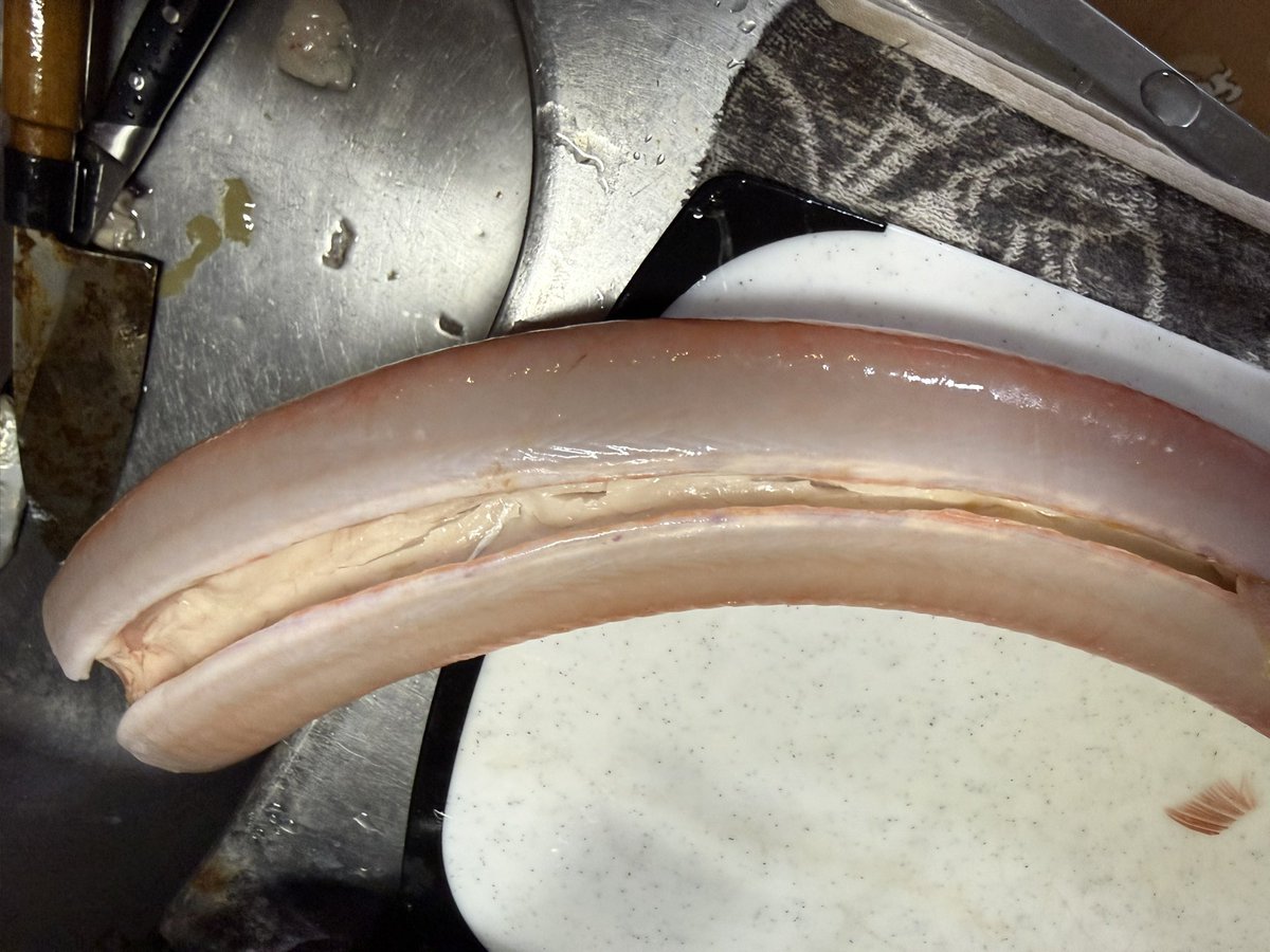 hyakki407's tweet image. クーラーに入らず頭落としてお持ち帰り😂
内臓脂肪びっしりでギットギト🤤🤤