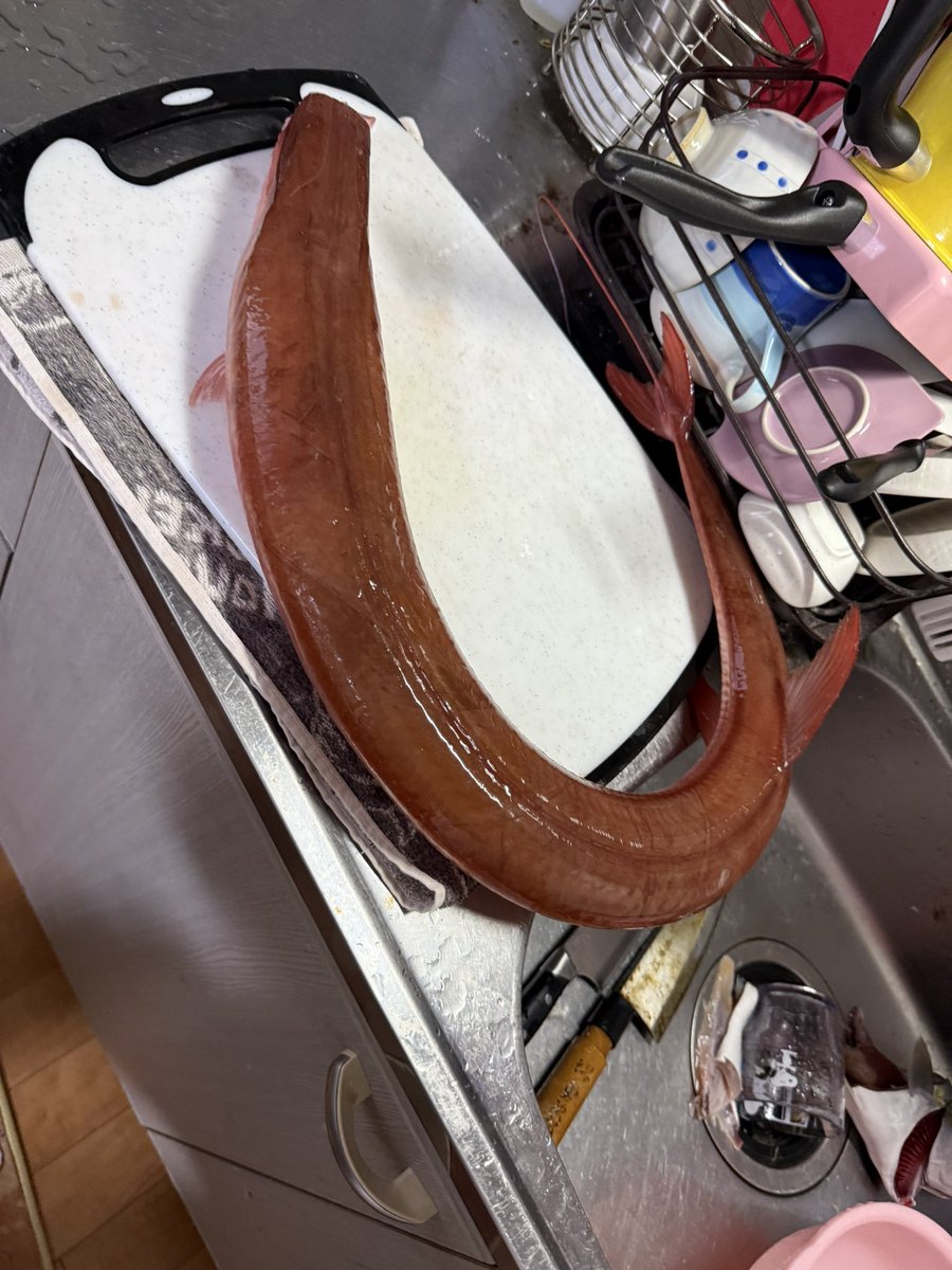 hyakki407's tweet image. クーラーに入らず頭落としてお持ち帰り😂
内臓脂肪びっしりでギットギト🤤🤤