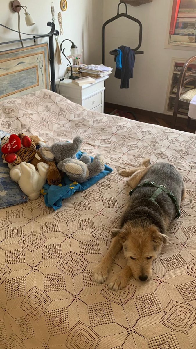 Guido Olivares🇮🇹 tweet media