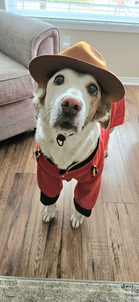 Finnegan 🇨🇦Angel Cooper🌈 and Andria 🇨🇦🐶😇 tweet media