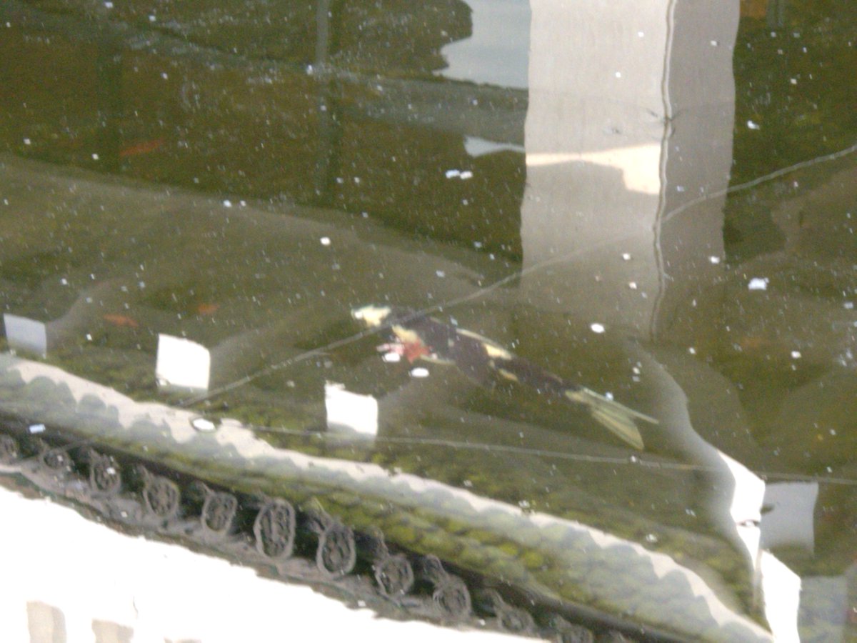 令和7年12月2日17時42分
こんばんは🌃
「京都は今日も暖かかった」
どこかで聞いた台詞😅
京都を長崎
暖を雨に変えれば😆
で誰も美人証明の日に
僕に承認をと言ってこなかった😭
事業所では賄賂貰って承認したよ🤣🤣
明日から３日間は極寒🥶
ピシッとするかも😆
今日もお疲れさまどすえ🥰
今朝撮り📸