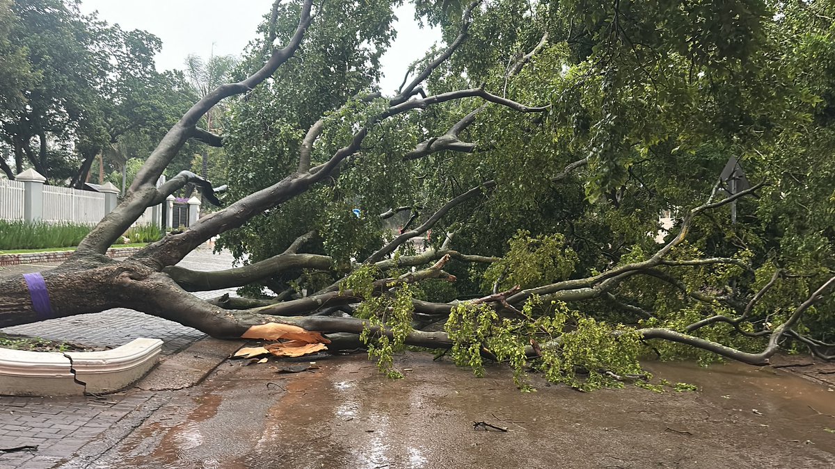 _ArriveAlive's tweet photo. Six Fallen Trees Cleared across the Brooklyn, Waterkloof, and Muckleneuk areas

https://t.co/tkN2xFVja5

#ArriveAlive #FallenTrees #WindDamage https://t.co/A7gJxpXebn