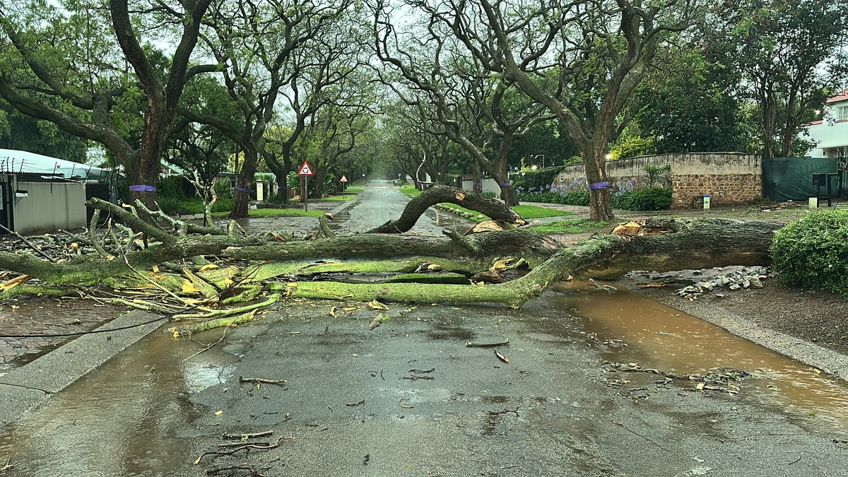 _ArriveAlive's tweet photo. Six Fallen Trees Cleared across the Brooklyn, Waterkloof, and Muckleneuk areas

https://t.co/tkN2xFVja5

#ArriveAlive #FallenTrees #WindDamage https://t.co/A7gJxpXebn