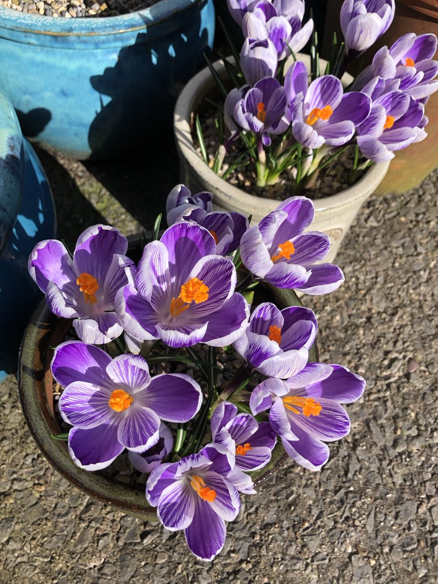 helen_brammeld's tweet photo. Happy Tuesday everyone! Have a lovely day #LookingForwardToSpring ππ https://t.co/SZunKDjEZG