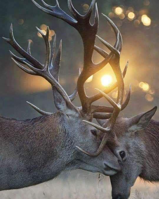 PetravanDoorn (@doornpetravan) on Twitter photo 