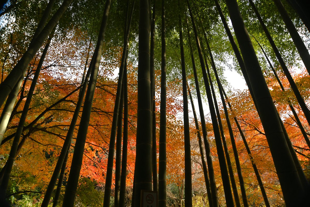 kamakura_kyokai's tweet photo. 北鎌倉にある #明月院。
本堂後庭園（うしろていえん）のもみじが見頃になりました。丸窓から見る風景は格別です。早くに紅葉した月笑軒付近は終盤になっていますが、竹林周辺や桂橋周辺（3枚目・4枚目）など、多くの場所でまだまだ楽しめます。
12月5日撮影

【日本遺産】明月院についてはこちら
▶https://t.co/hwAx0xM9OG