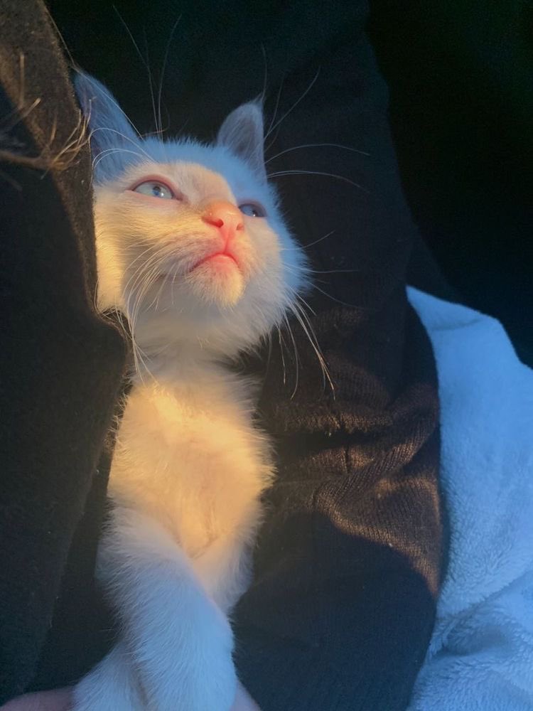 bu kedi senin olsa ismi ne olurdu?