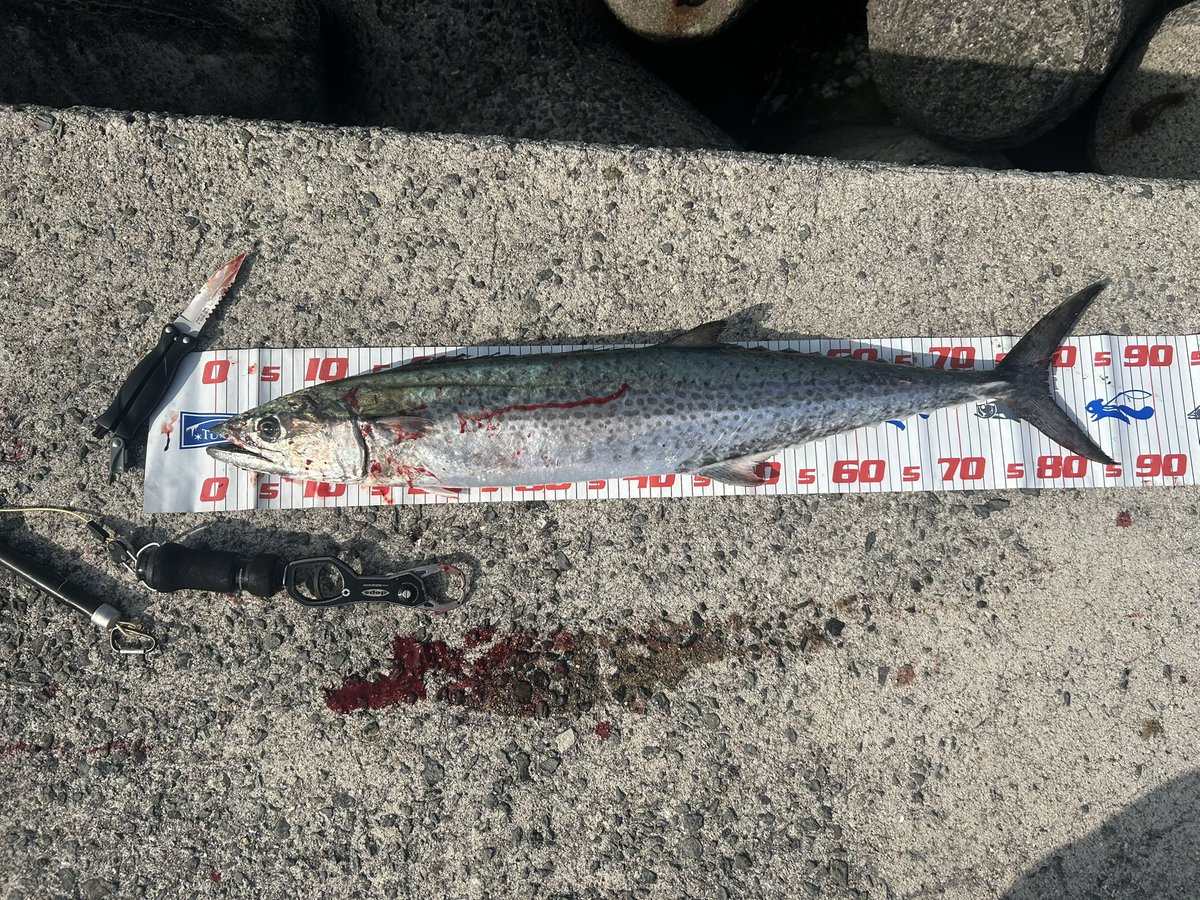fishing_Rei2's tweet photo. 和歌山方面遠征はぶっといサワラで〆！
潮止まりど真ん中で🥹

この３日間睡眠時間イカれてたけど、ほぼずっと釣りできて幸せでした https://t.co/haR31lTddq