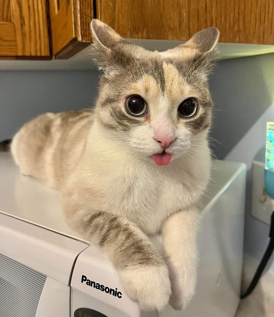 Bu kedinin adı, yediğiniz son şey olsa ne olurdu?