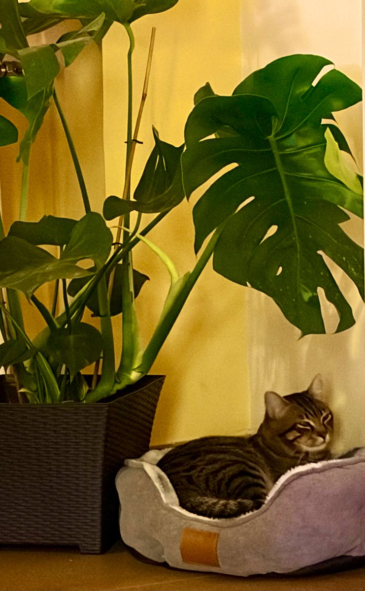 Tigre in vacanza ai Caraibi