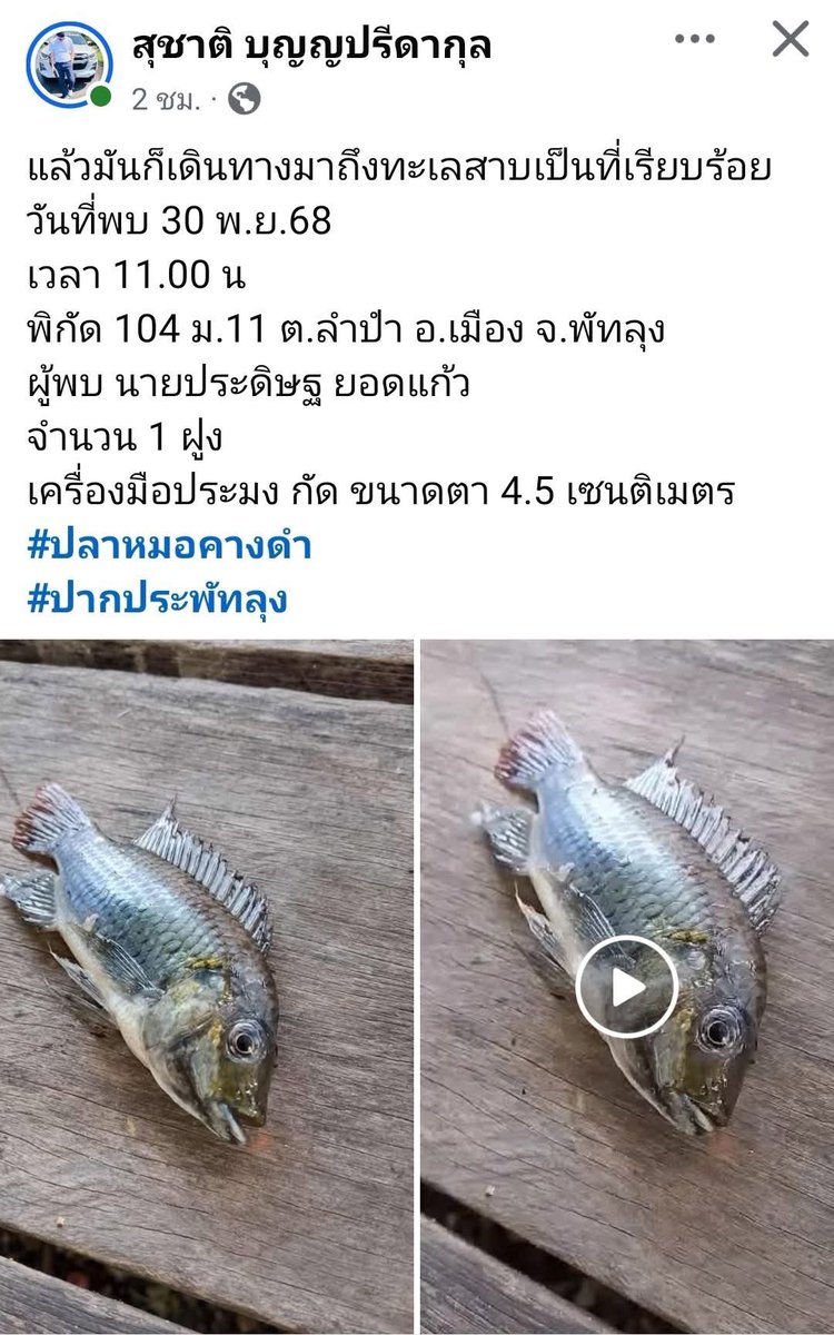 ปลาหมอคางดำลงทะเลสาบสงขลาจริงด้วย😭