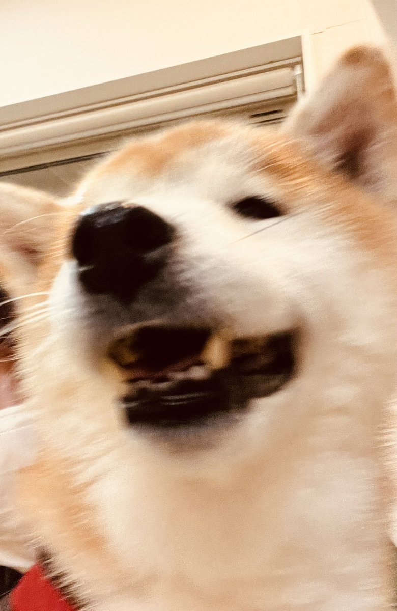 柴犬なつ (@chocochai_0) / Posts / X