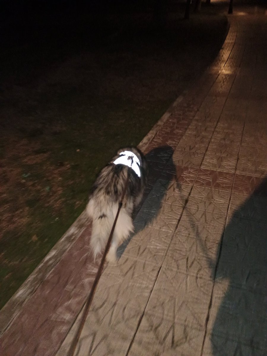 Ineliababs's tweet image. Acaba de empezar el último mes del mejor año de mi vida wow
Perro reflectante: