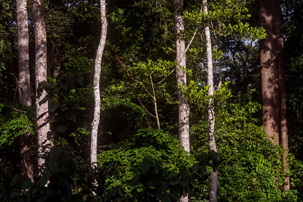 Association for Conservation of Bugoma Forest tweet media