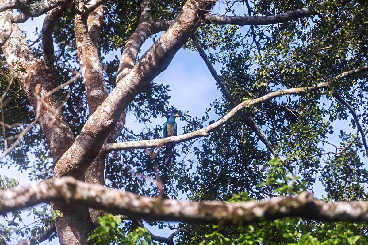 Association for Conservation of Bugoma Forest tweet media