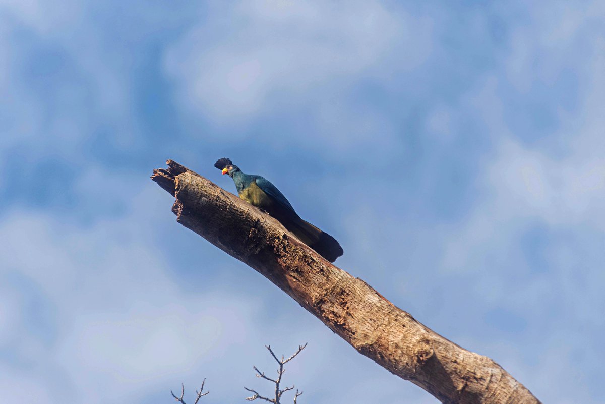 Association for Conservation of Bugoma Forest tweet media