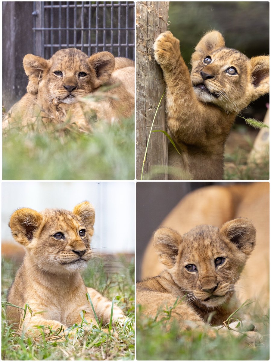 #11月を写真4枚で振り返る

赤ちゃんライオン達の可愛すぎる瞬間シリーズฅ( •ω• ฅ)ｶﾞｵ-♡

 #のんほいパーク 
 #デン  #アル  #ベガ