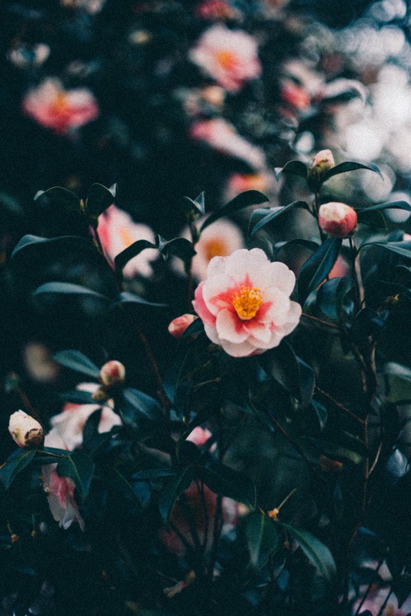 _kanakoara_'s tweet photo. flowers https://t.co/3kp3tObT1o
