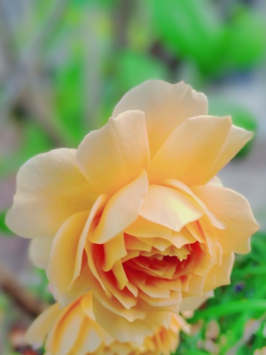 皆さん!お疲れ様です🌹
ﾊﾞﾗ·ｷｬﾗﾒﾙｱﾝﾃｨｰｸ❀体調管理を万全に
して健やかな時間を、お過ごし下さい
#TLを花でいっぱいにしよう