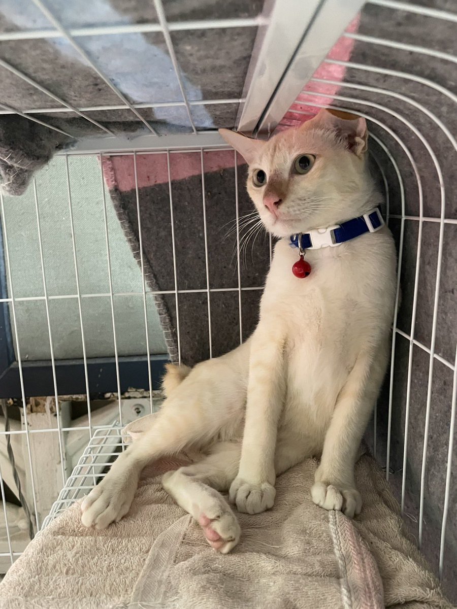 littleyinyinx's tweet image. ☁️ น้องปุยเมฆหาบ้าน 🏡🩵
เพศผู้
อายุ 5-6 เดือน
ตรวจเลือดแล้ว ปลอดโรค ✅
ทำหมัน ฉีดวัคซีน ✅
กินอาหารเม็ด เข้ากระบะทราย ✅
🐈 น่ารัก สะอาด ขนนุ่ม เสียงหวานสุดๆ เป็นแมวจรที่พี่แม่บ้านช่วยมา อยากหาบ้านให้ น้องจะได้ไม่ต้องอยู่ในกรง มีที่วิ่งเล่นค่ะ 🙏🏻
📌 พิกัด สยาม กทม.
#หาบ้านให้แมว