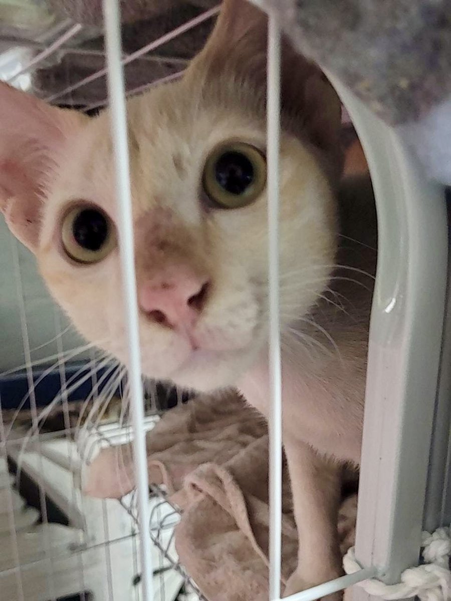 littleyinyinx's tweet image. ☁️ น้องปุยเมฆหาบ้าน 🏡🩵
เพศผู้
อายุ 5-6 เดือน
ตรวจเลือดแล้ว ปลอดโรค ✅
ทำหมัน ฉีดวัคซีน ✅
กินอาหารเม็ด เข้ากระบะทราย ✅
🐈 น่ารัก สะอาด ขนนุ่ม เสียงหวานสุดๆ เป็นแมวจรที่พี่แม่บ้านช่วยมา อยากหาบ้านให้ น้องจะได้ไม่ต้องอยู่ในกรง มีที่วิ่งเล่นค่ะ 🙏🏻
📌 พิกัด สยาม กทม.
#หาบ้านให้แมว