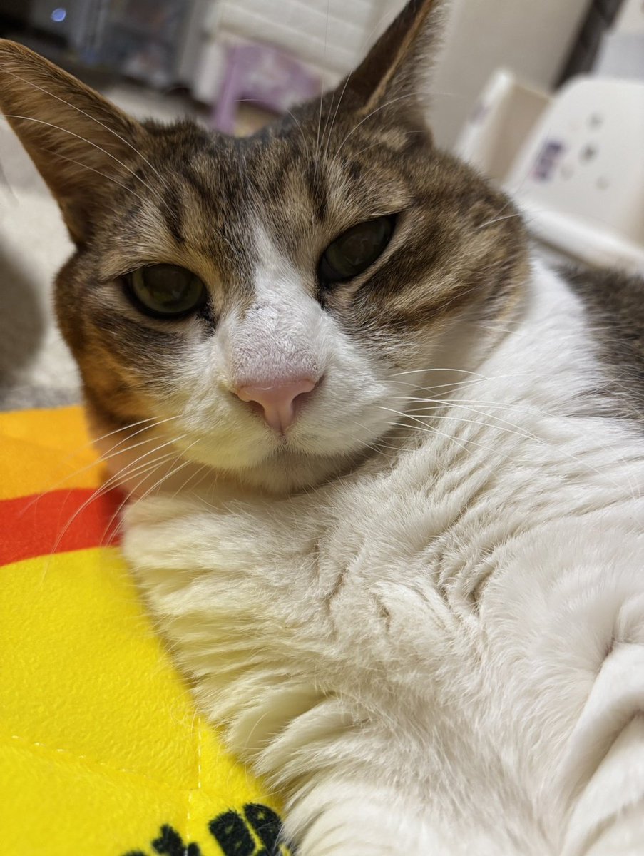 ねこたに すず🐱🤟激キャワ黒猫みみんぐす (@nekotani_suzu) / Posts / X