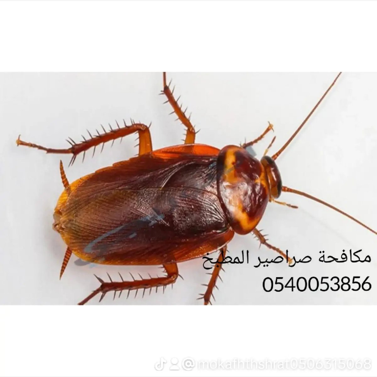 شركة مكافحة حشرات بالرياض 
رش مبيدات المانيه للقضاء على الصراصير الفئران البق الجراد البعوض البرص الحمام النامس بالدمام  بالخبر بالقطيف بالجبيل بالأحساء سيهات الظهران
تنظيف خزانات
نقل عفش اثاث
لمكافحه الحشرات لرش المبيدات لرش المبيد الحشري الدفان النمل الابيض 
حي حطين الصفرات