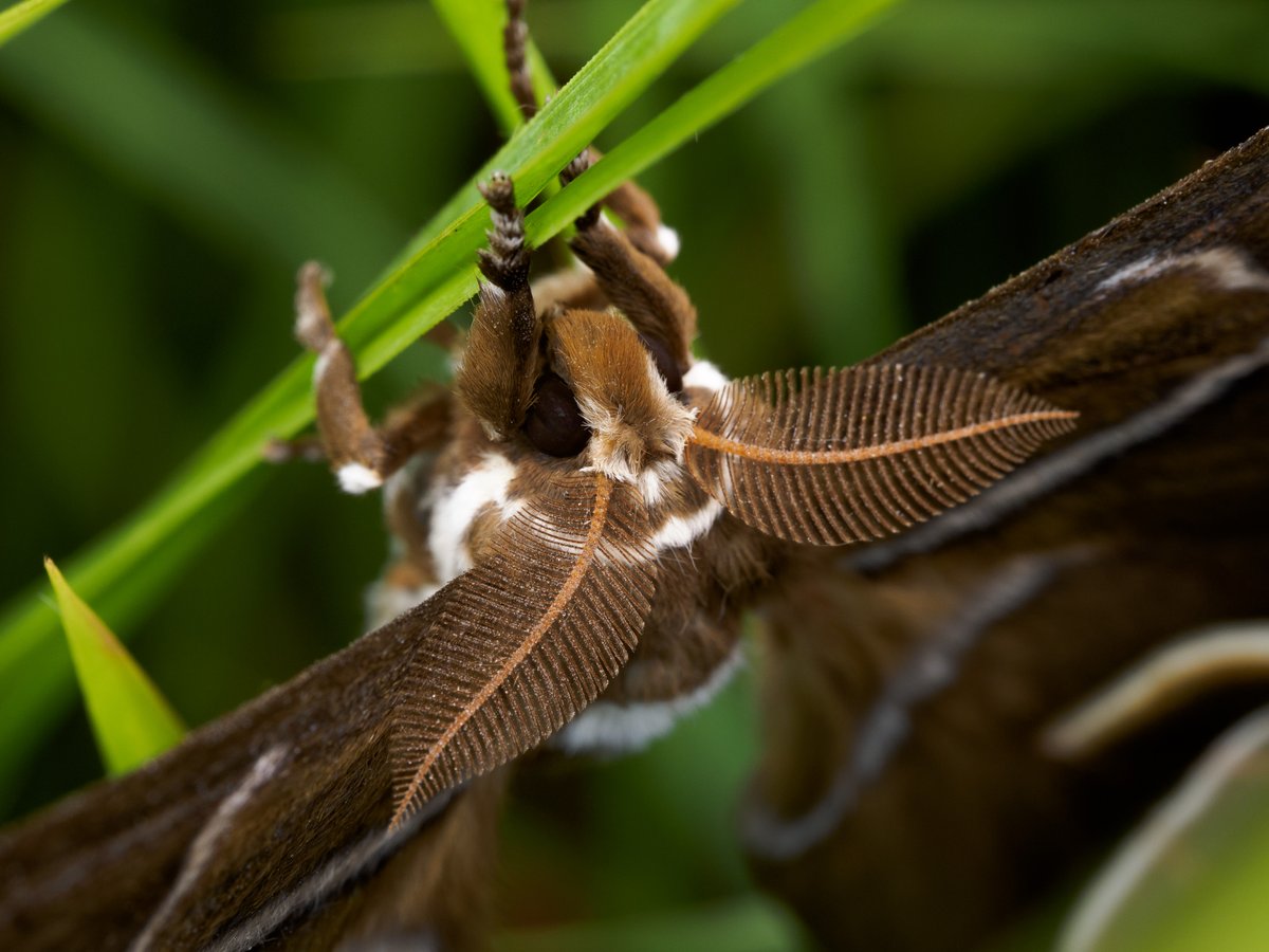 Actiusaliena's tweet image. シンジュサン