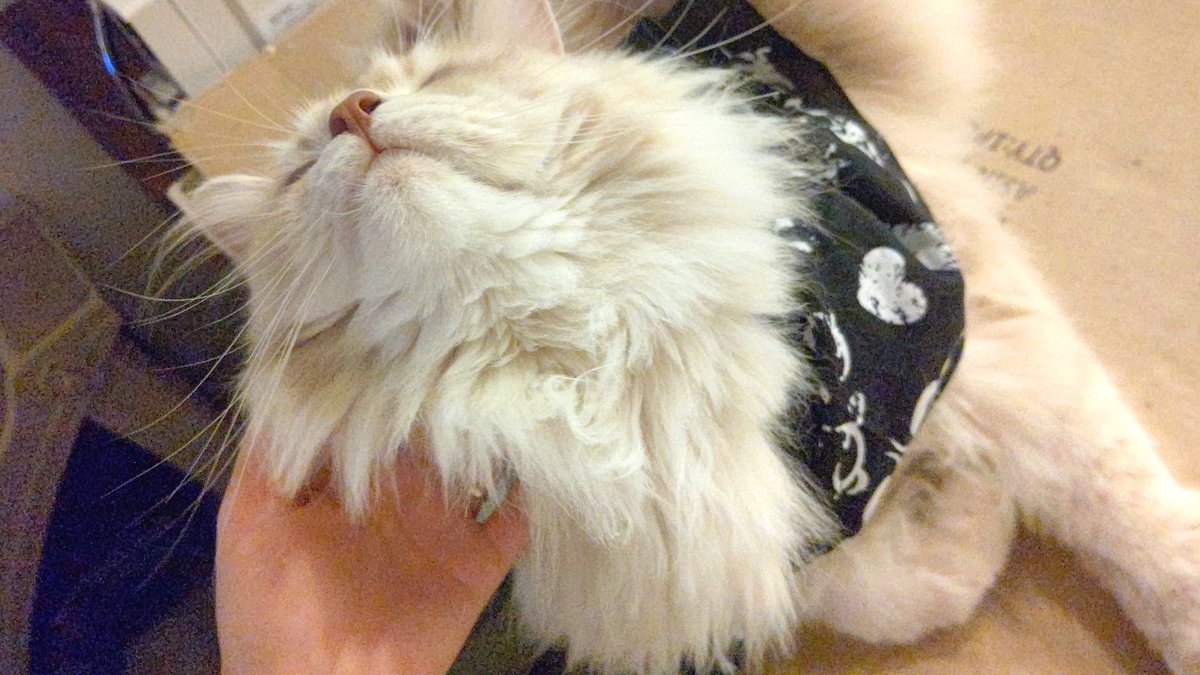 kyuarano's tweet image. 明日は！！！！！さんきゅー！！！！

📍3日㈬
#ビックつばめ小名浜西店　様　福島県
行かせていただきますᐠ( ᐢ ⩊ ᐢ )ᐟ🎶⸜ ♡ ⸝
#PR

最近読みが当たってて嬉しい♪⋆*
出せないことも多いけど😙😙

✅抽選はライン登録して
オンラインから申し込み〜ﾎﾟﾁ
忘れずに✨✨…