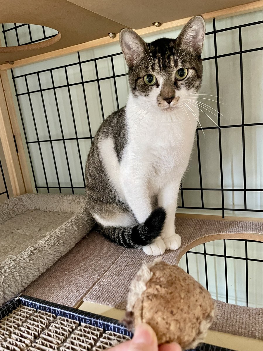 PEKO (@ab_peko) / Highlights / X