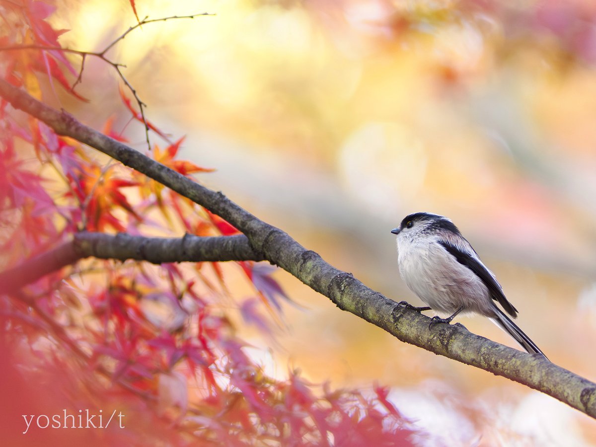 えなが えなが 新品未開封 ゼクス すく Z/X P46-062 世界を超えた約束