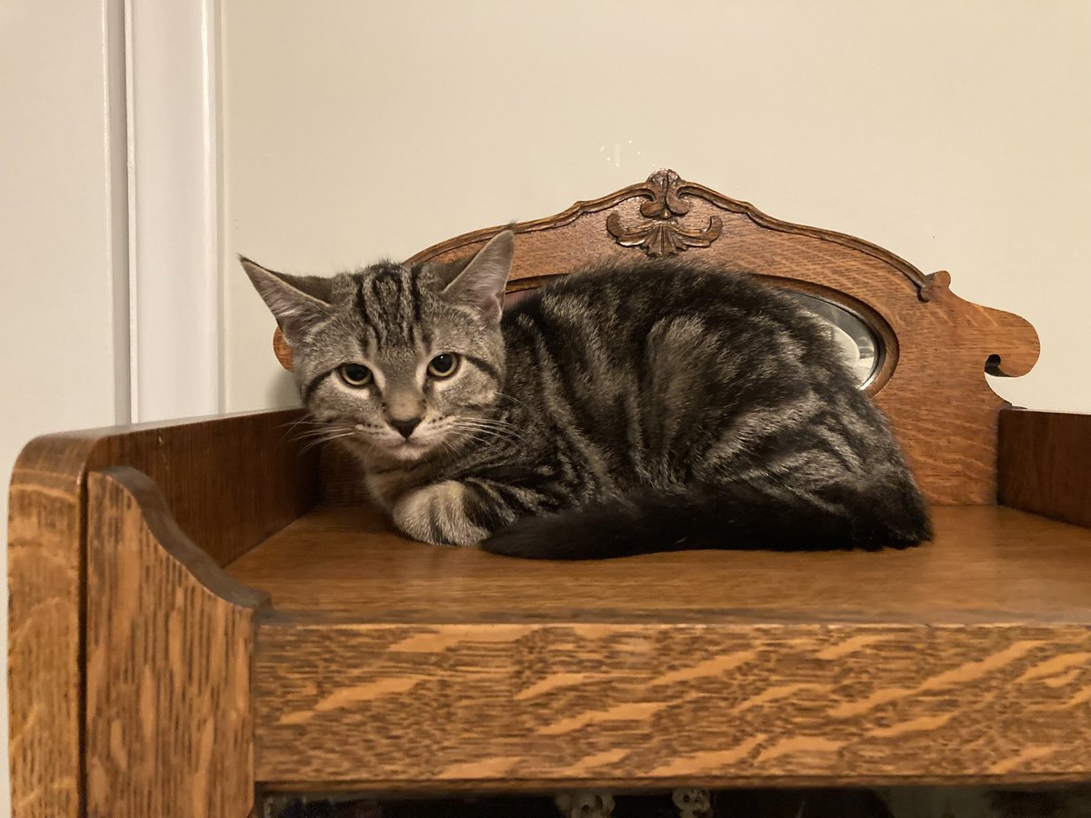 leet_muffin's tweet image. Kittens, kittens, murder, mittens don’t know why I am so smitten sometimes I am getting bitten

Welcome George and Ernie