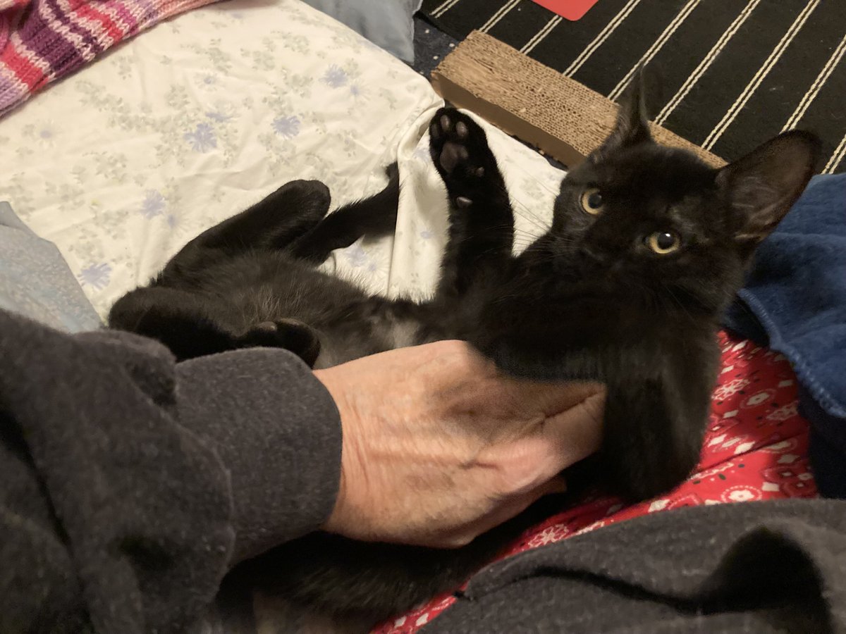 leet_muffin's tweet image. Kittens, kittens, murder, mittens don’t know why I am so smitten sometimes I am getting bitten

Welcome George and Ernie