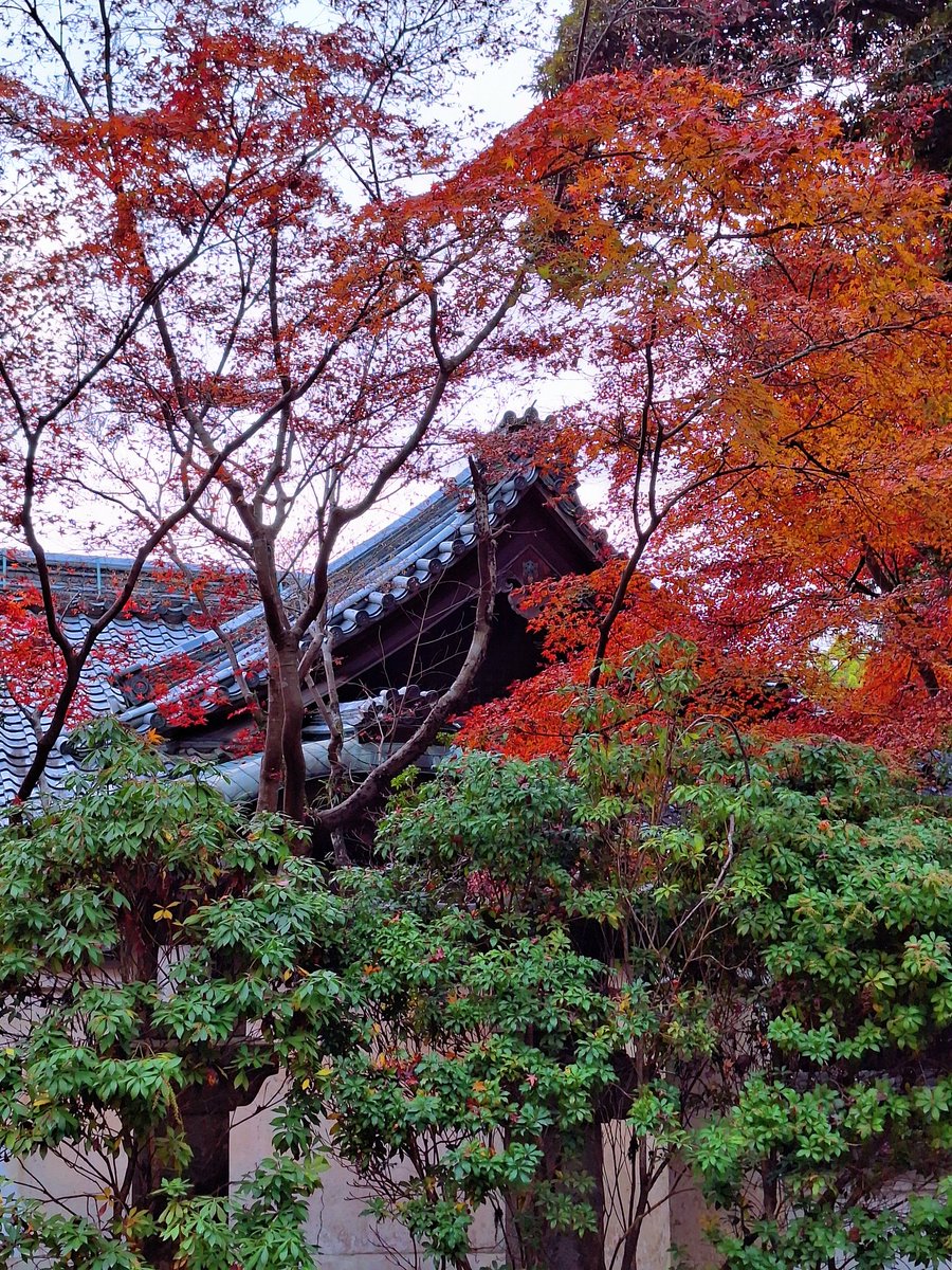 我好喜欢这种深山老林的感觉，而且没有人，简直快乐老家