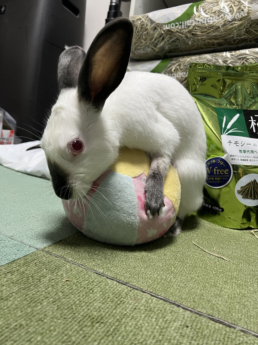 ボールが好っき！
#うさぎ
#ヒマラヤン
#ヒマ日記　528日目